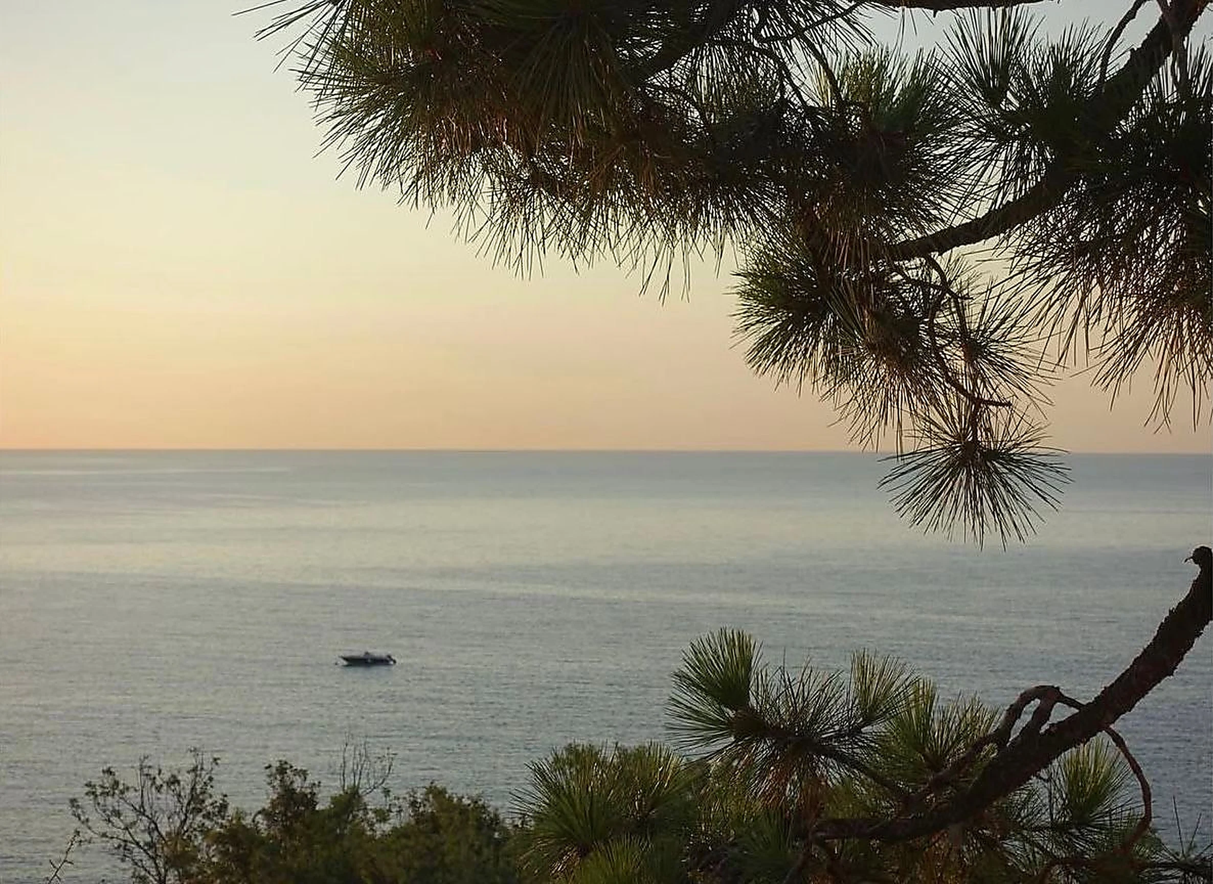 Coucher de soleil sur la mer Méditerranée à travers les pins maritimes en Corse du Sud